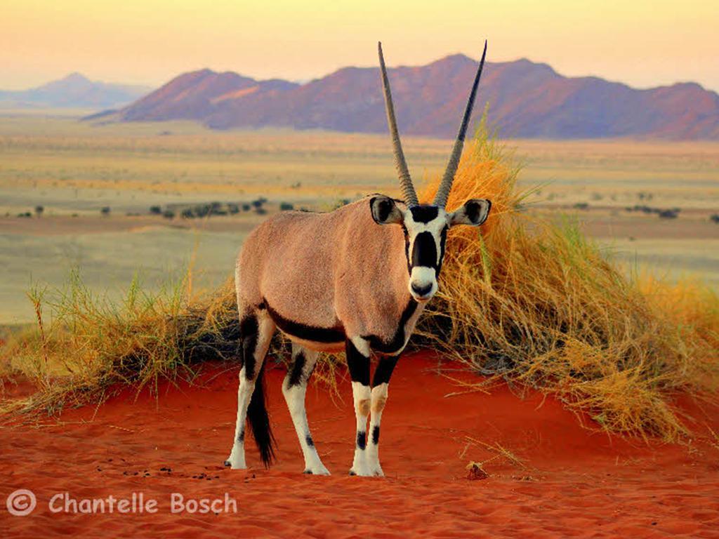 Gondwana Namib Desert Lodge Solitaire Kültér fotó